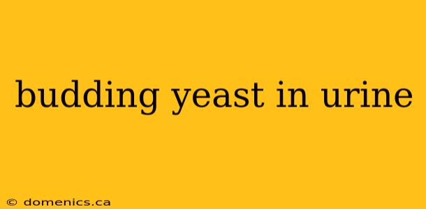 budding yeast in urine