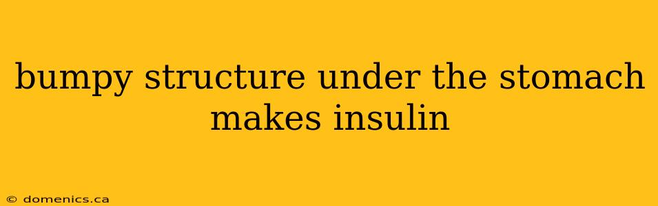 bumpy structure under the stomach makes insulin