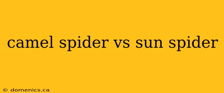 camel spider vs sun spider