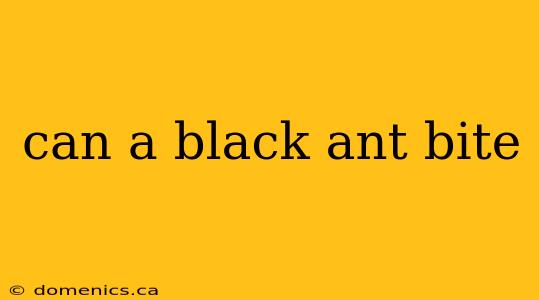 can a black ant bite