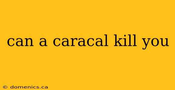 can a caracal kill you