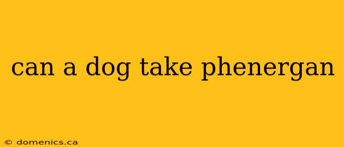 can a dog take phenergan