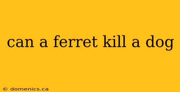 can a ferret kill a dog