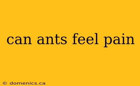 can ants feel pain