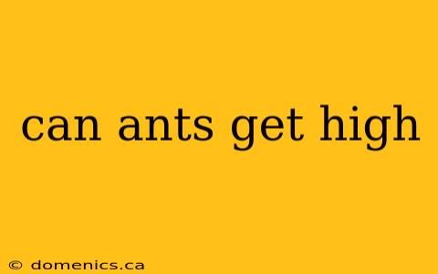 can ants get high