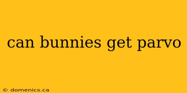 can bunnies get parvo