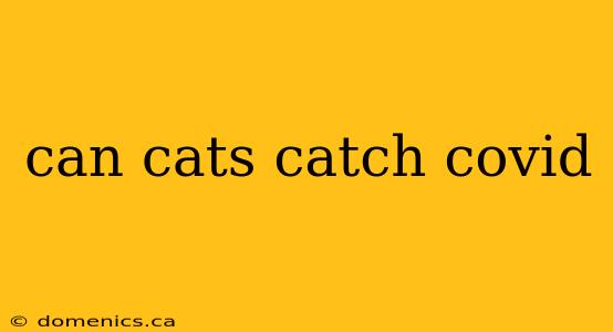 can cats catch covid