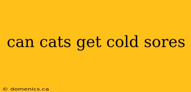 can cats get cold sores