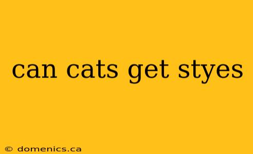 can cats get styes