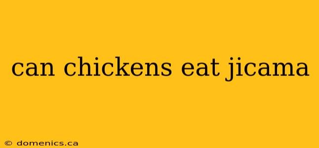 can chickens eat jicama