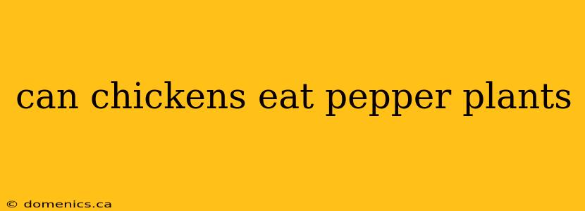 can chickens eat pepper plants