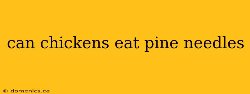can chickens eat pine needles