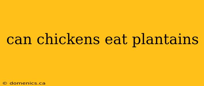 can chickens eat plantains