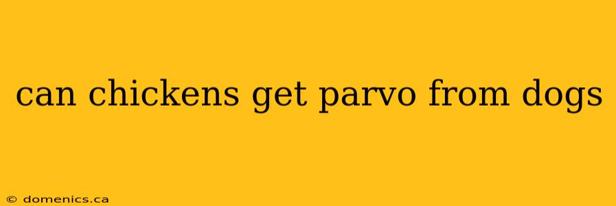 can chickens get parvo from dogs