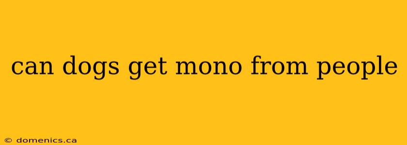 can dogs get mono from people