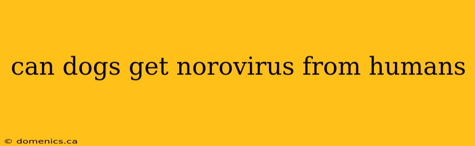 can dogs get norovirus from humans