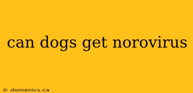 can dogs get norovirus