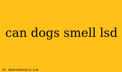 can dogs smell lsd