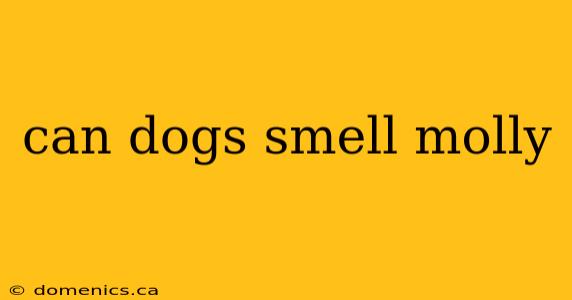 can dogs smell molly