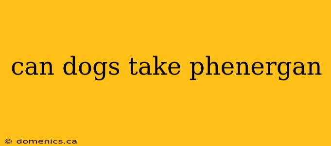 can dogs take phenergan
