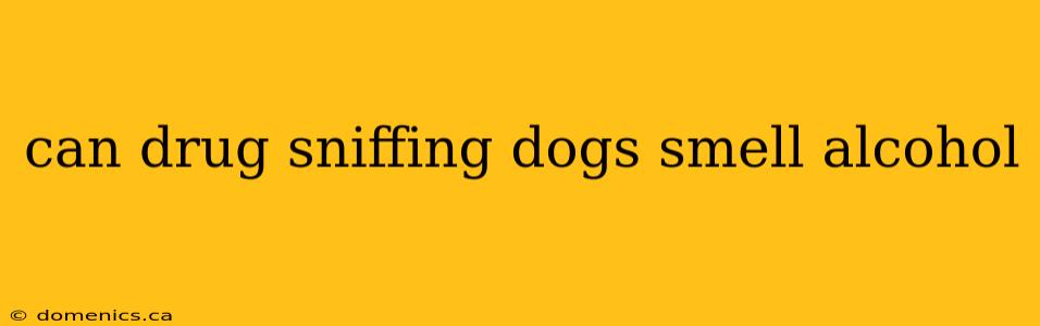 can drug sniffing dogs smell alcohol