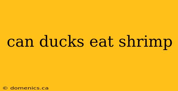 can ducks eat shrimp
