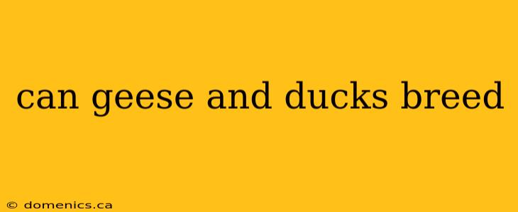 can geese and ducks breed