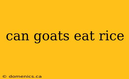 can goats eat rice