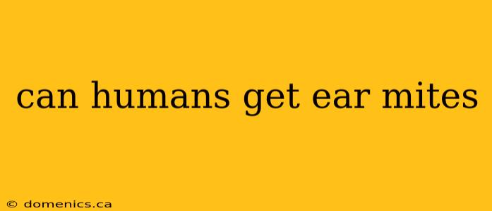 can humans get ear mites