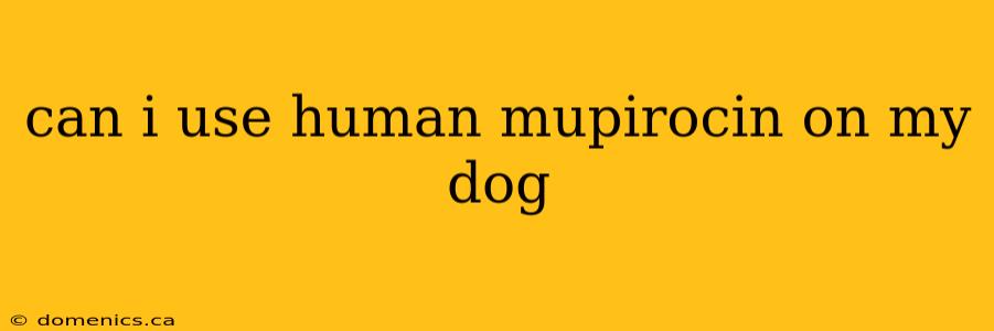 can i use human mupirocin on my dog