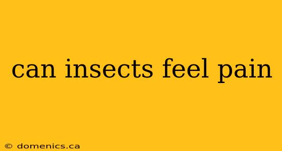 can insects feel pain