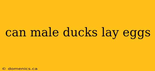 can male ducks lay eggs