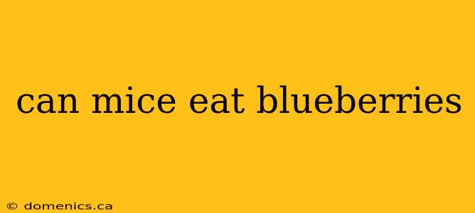 can mice eat blueberries