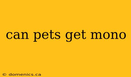 can pets get mono