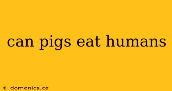 can pigs eat humans