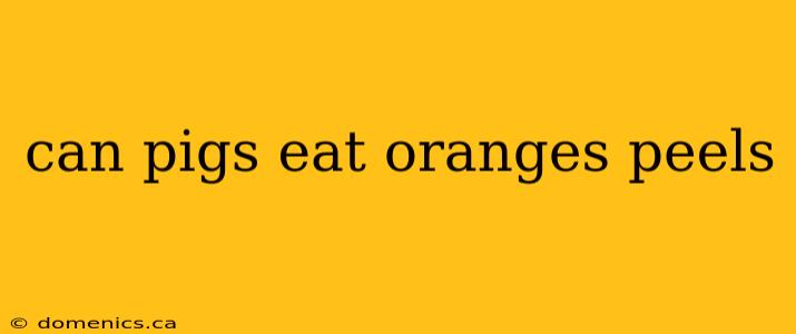 can pigs eat oranges peels