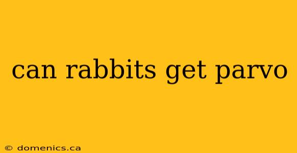 can rabbits get parvo