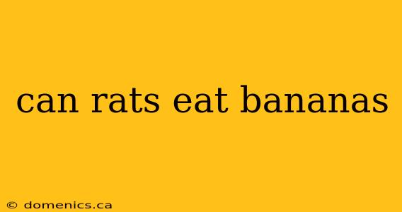 can rats eat bananas