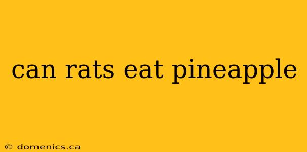 can rats eat pineapple