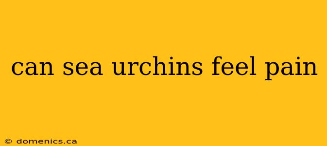 can sea urchins feel pain