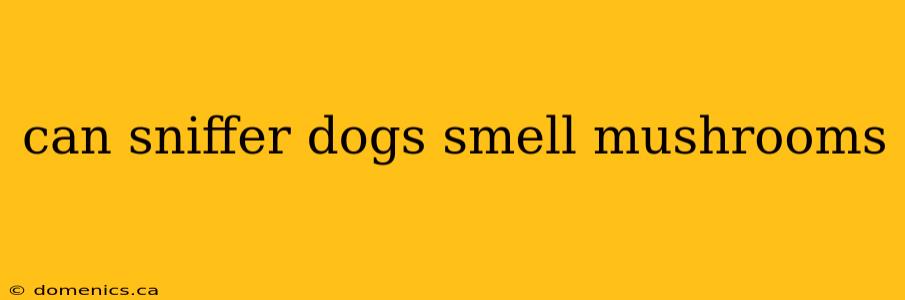 can sniffer dogs smell mushrooms