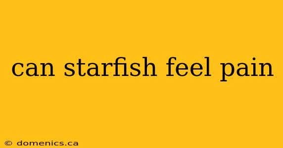 can starfish feel pain