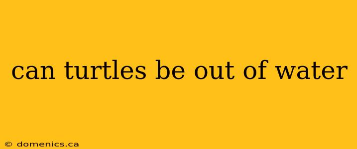 can turtles be out of water