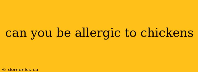 can you be allergic to chickens