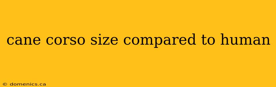 cane corso size compared to human