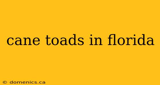 cane toads in florida