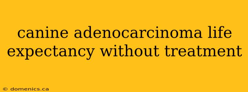 canine adenocarcinoma life expectancy without treatment