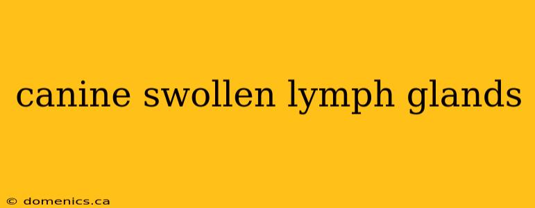 canine swollen lymph glands