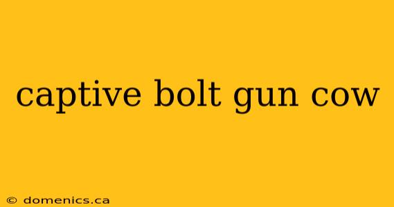 captive bolt gun cow