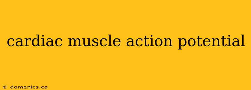 cardiac muscle action potential